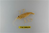 藏品(粗糙沼蝦)的圖片